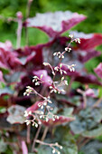 Heuchera micrantha Palace Purple