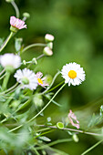 Erigeron karvinskianus 'Blütenmeer'