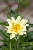 Leucanthemum x superbum Banana Cream