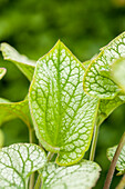 Brunnera macrophylla