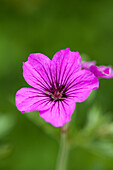 Geranium psilostemon 'Patricia'