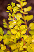 Berberis thunbergii 'Aurea'