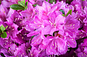 Rhododendron obtusum 'Diamond Gentian Blue'®