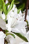 Rhododendron obtusum 'Snow White'.