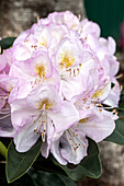 Rhododendron 'Gomer Waterer