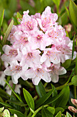 Rhododendron micranthum 'Bloombux'®