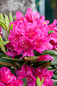 Rhododendron 'Dr. H.C. Dresselhuys'