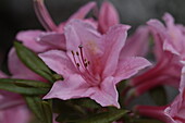 Rhododendron Hybr.'Germania'  III