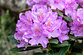 Rhododendron 'Alfred
