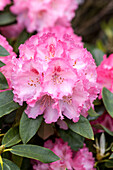 Rhododendron 'Simona