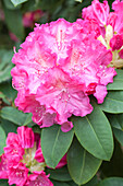 Rhododendron 'Germania'®