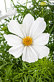 Cosmos bipinnatus