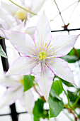 Clematis 'Samaritan Jo'