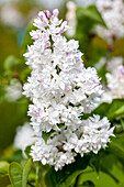 Syringa vulgaris 'Mme Lemoine'