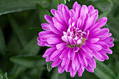 Aster novi-belgii 'Queen'.