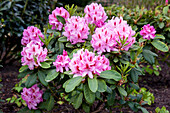 Rhododendron 'Furnivall's Daughter'.