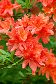 Rhododendron molle 'Hugo Koster