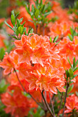 Rhododendron molle 'Spinoza'