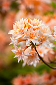 Rhododendron 'Van Houttei Flore Pleno'