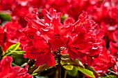Rhododendron hybrid (large flowered)