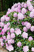 Rhododendron 'Mrs. E.C. Stirling