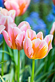 Tulipa