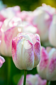 Tulipa Toucan
