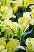 Tulipa viridiflora 'Golden Artist'