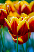 Tulipa, gelb-rot
