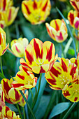 Tulipa 'Couleur Spectacle'