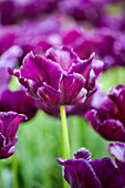 Tulipa 'Victoria´s Secret'