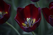 Tulipa Renegade