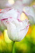 Tulipa