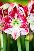 Hippeastrum