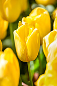Tulipa, yellow