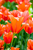 Tulipa, orange