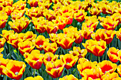 Tulipa 'Hennie van der Most ®