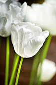 Tulipa 'Snow Lady®'