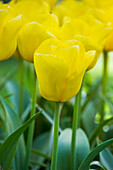 Tulipa