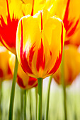 Tulipa 'Couleur Spectacle'