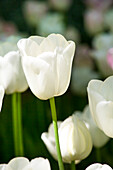 Tulipa Snow Lady®