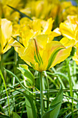 Tulipa viridiflora 'Golden Artist'