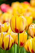 Tulipa 'La Courtine