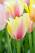 Tulipa