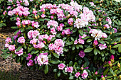 Rhododendron yakushimanum 'Silver Cloud'