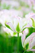 Tulipa viridiflora 'Groenland'