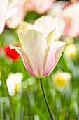 Tulipa