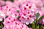 Rhododendron yakushimanum 'Nicoletta'®
