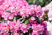 Rhododendron yakushimanum 'Kalinka'