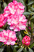 Rhododendron yakushimanum 'Pink Cherub'.